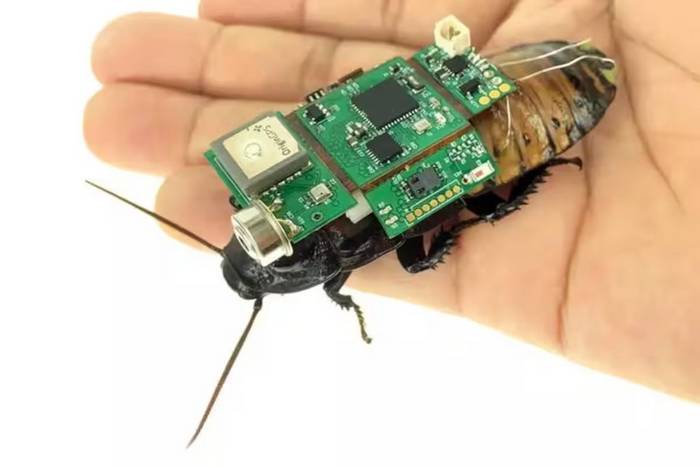 Insetos ciborgues Singapura