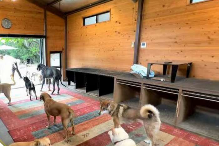 O empresário japonês que vendeu a Ferrari e a empresa para salvar cães