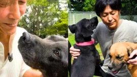 O empresário japonês que vendeu a Ferrari e a empresa para salvar cães