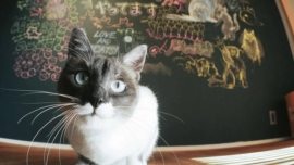 O sociólogo japonês que estuda a conexão entre humanos e gatos na sociedade moderna