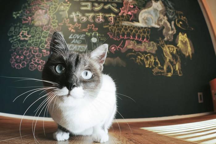 O sociólogo japonês que estuda a conexão entre humanos e gatos na sociedade moderna