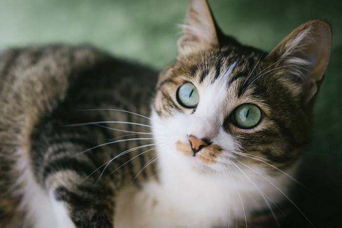 O sociólogo japonês que estuda a conexão entre humanos e gatos na sociedade moderna