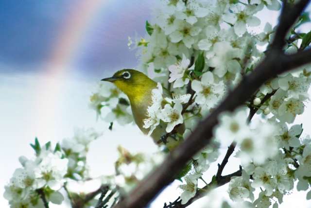 Oubaitori: O belo conceito japonês sobre crescer no seu próprio tempo