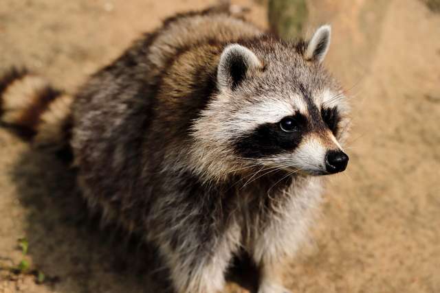 Tanuki, o cão guaxinin do Japão 
