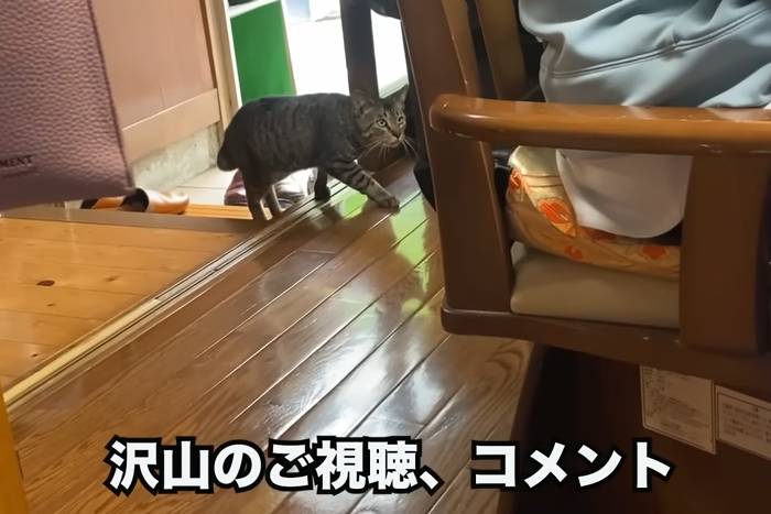 A emocionante história sobre uma avó e seu gato que vivem no campo