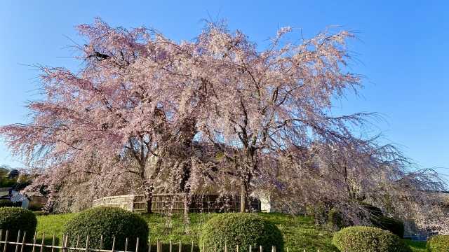 A icônica cerejeira chorona no Parque Maruyama em Kyoto 