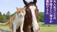 A improvável amizade entre um gato e um cavalo aposentad