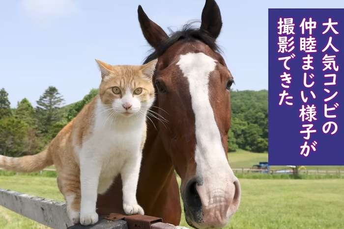 A improvável amizade entre um gato e um cavalo aposentad