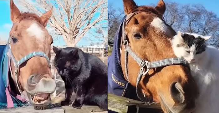 A improvável amizade entre um gato e um cavalo aposentado