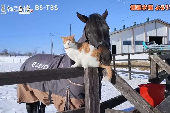 A improvável amizade entre um gato e um cavalo aposentado