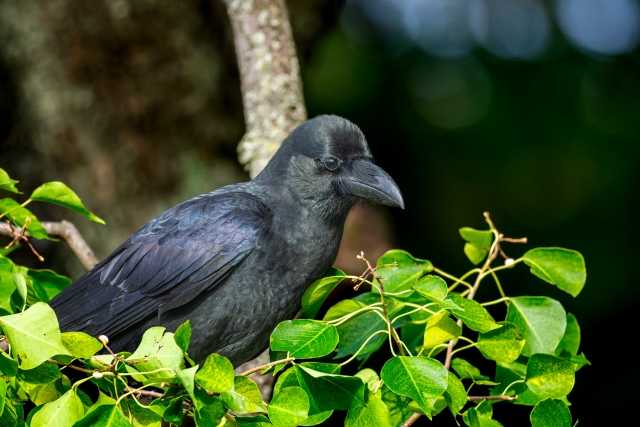 Ave Karasu no Japão