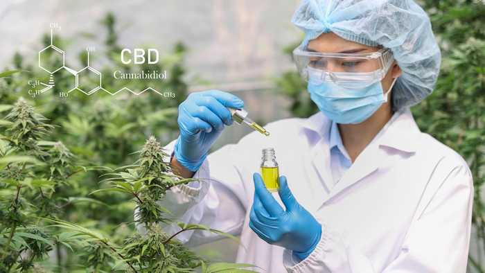CBD e óleo de cannabis no Japão