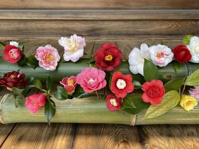 Camélia japonesa (tsubaki) 