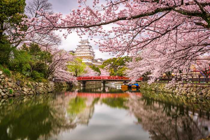 Castelo de Himeji e flores de cerejeira
