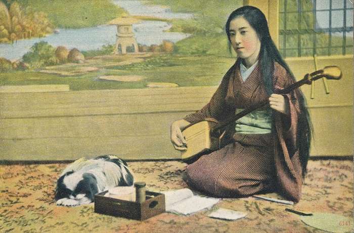 Chin Japonês - o Pequeno Cão da Nobreza Imperial do Japão