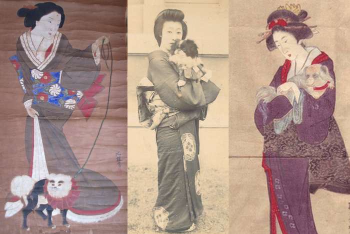 Chin Japonês - o Pequeno Cão da Nobreza Imperial do Japão