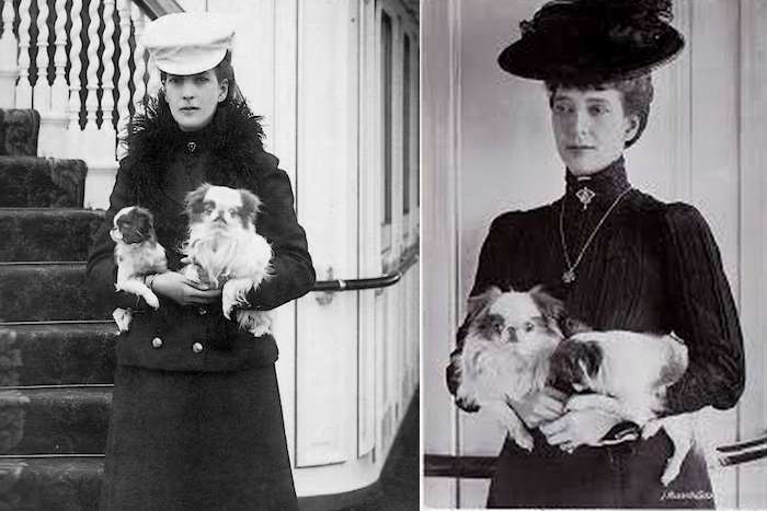 Chin japonês Rainha Alexandra da Grã--Bretanha