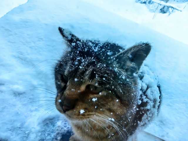 Como os gatos de rua de Hokkaido sobrevivem ao inverno intenso