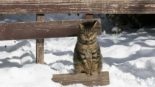 Como os gatos de rua de Hokkaido sobrevivem ao inverno intenso