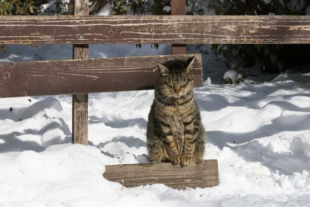 Como os gatos de rua de Hokkaido sobrevivem ao inverno intenso