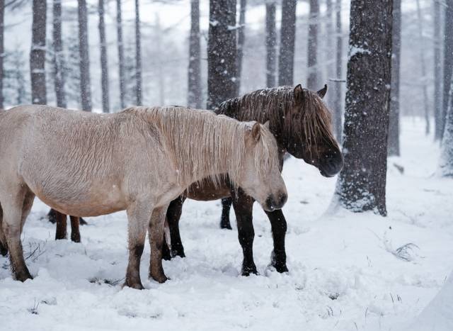 Dosanko - Os Cavalos de Hokkaido, Símbolos de Resistência e Tradição