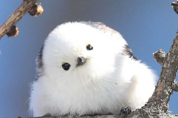 Esses passarinhos minúsculos no Japão parecem pequenas bolas de algodão fofinhas.