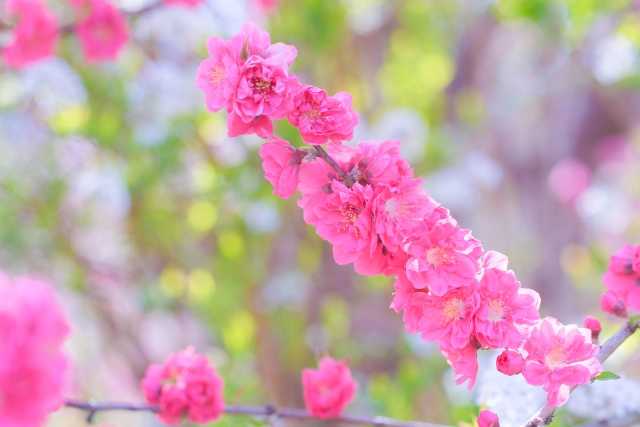 Hanamomo no Sato, Achi Village, em Nagano