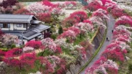Hanamomo no Sato, Achi Village, em Nagano