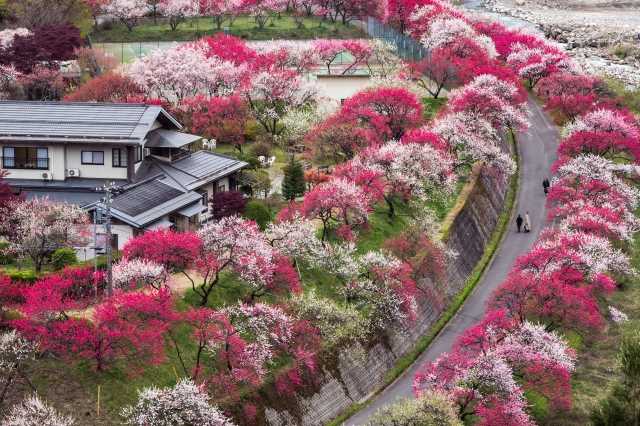 Hanamomo no Sato, Achi Village, em Nagano