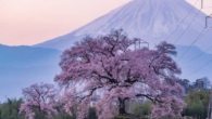Ipponzakura - A Beleza da Cerejeira Solitária no Japão