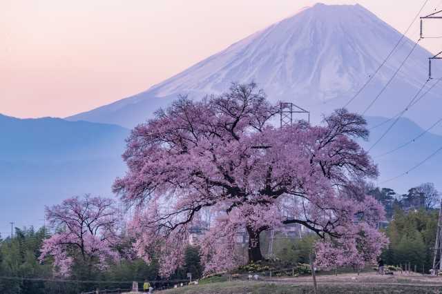 Ipponzakura - A Beleza da Cerejeira Solitária no Japão