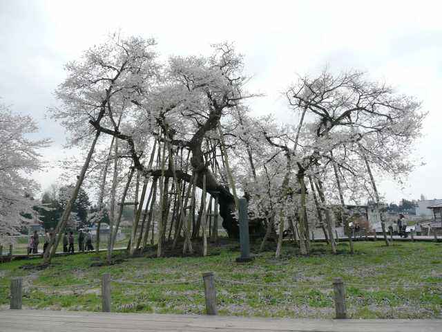 Isazawa no Kubozakura (伊佐沢の久保ザクラ)