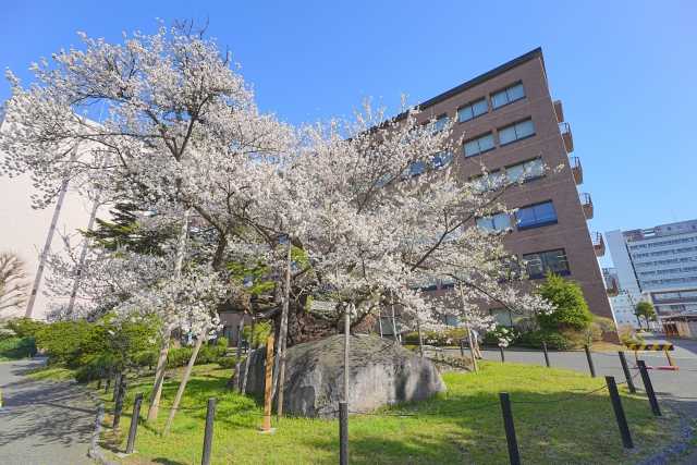 Ipponzakura - Ishiwarizakura, Morioka, Iwate