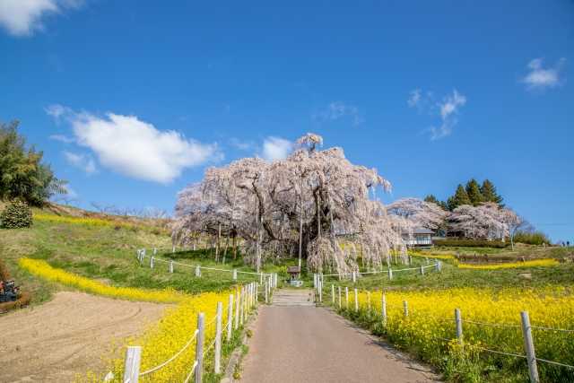 Ipponzakura - Miharu Takizakura