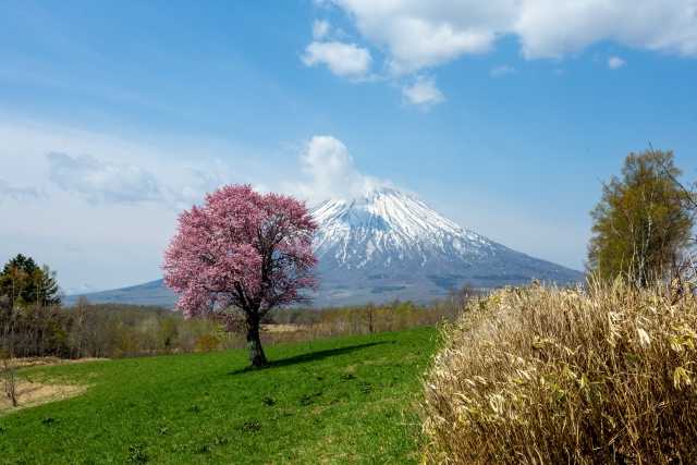 Ipponzakura - Mochi hitsuji