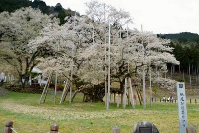 Ipponzakura - Neodani Usuzumi Zakura