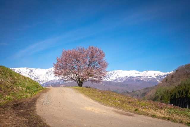 Ipponzakura - Nodaira no Ipponzakura