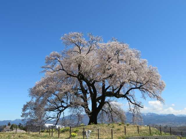 Ipponzakura Wanizuka, Yamanashi