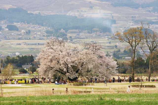 Ipponzakura de Isshingyo, Kumamoto