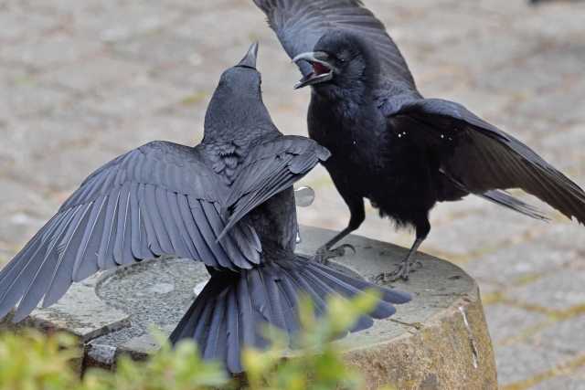 Karasu - O corvo japonês