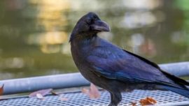 Karasu - Os Corvos do Japão entre Inteligência, Mito e Vida Urbana