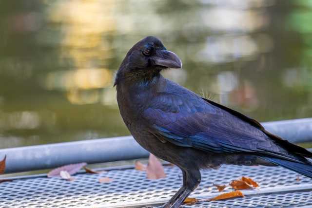 Karasu - Os Corvos do Japão entre Inteligência, Mito e Vida Urbana