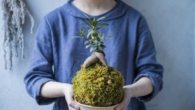 Kokedama: a arte japonesa de cultivar plantas envoltas em musgo