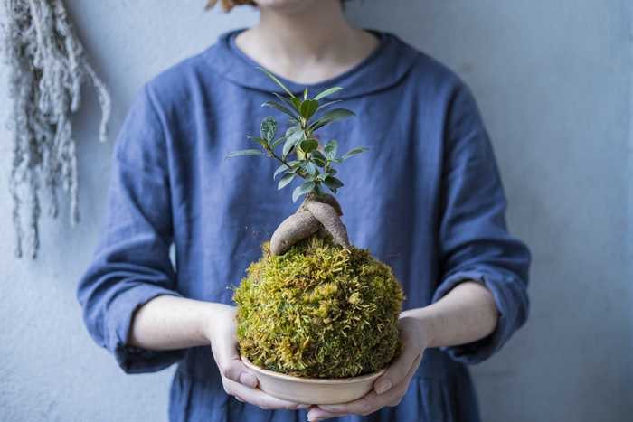 Kokedama: a arte japonesa de cultivar plantas envoltas em musgo
