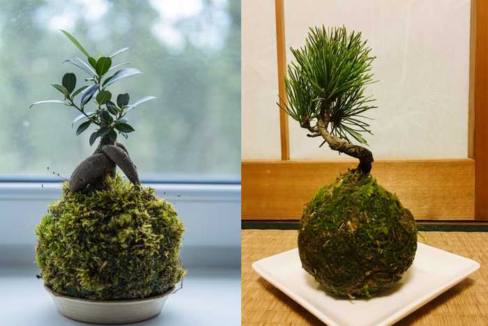  kokedama é amplamente utilizada em decoração de interiores, design biofílico e arquitetura sustentável.