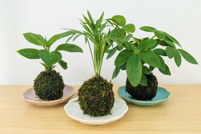 kokedama oferece uma maneira elegante e de baixa manutenção de se conectar com a estética japonesa 