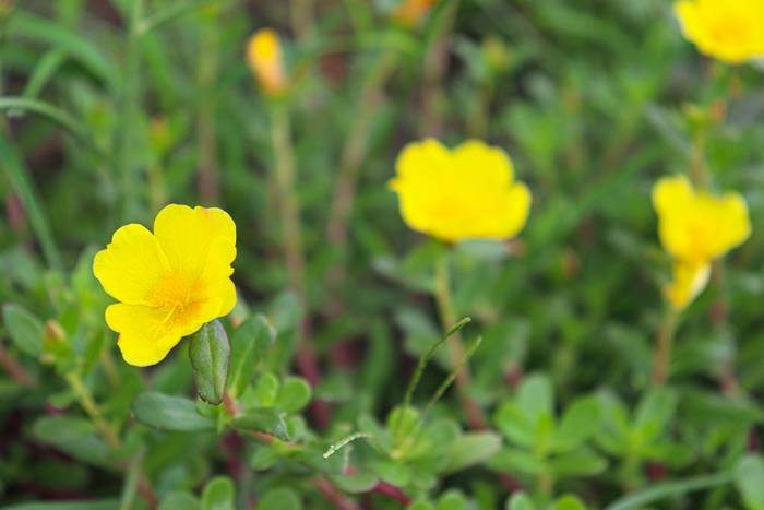 Ludwigia grandiflora, outra erva daninha da América do Sul que vem se alastrando no Japão