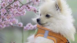Número de pets é superior ao de crianças no Japão
