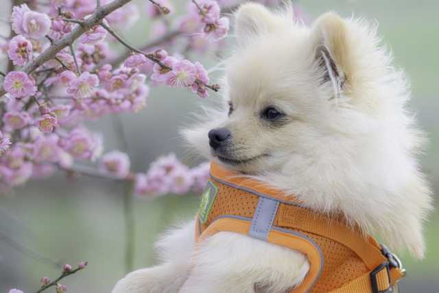 Número de pets é superior ao de crianças no Japão