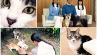 Os animais resgatados da Família Imperial Japonesa
